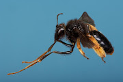 The females from this species of oil-collecting bees in South Africa (Rediviva longimanus) have disproportionately long legs with dense hairs on the feet. They use the front legs to collect oil from the equally long spurs of the snapdragon flower (Diascia whiteheadii).  