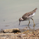 Wood Sandpiper