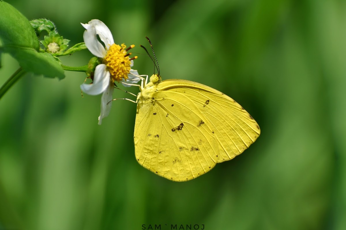 Common Grass Yellow