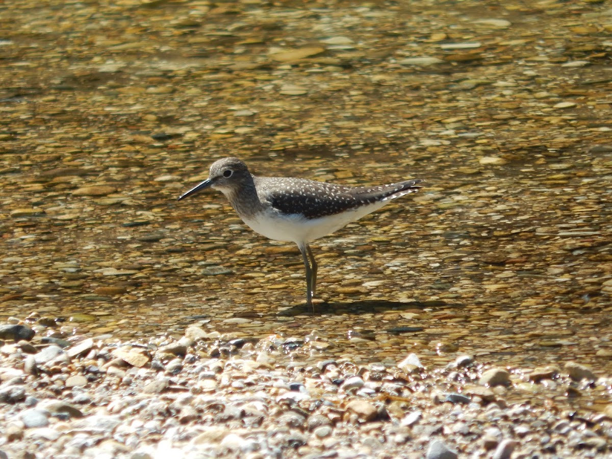 Solitary Sandpiper