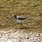 Solitary Sandpiper