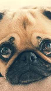 Dog Adoption Tips(圖6)-速報App