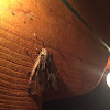 Carpenterworm Moth