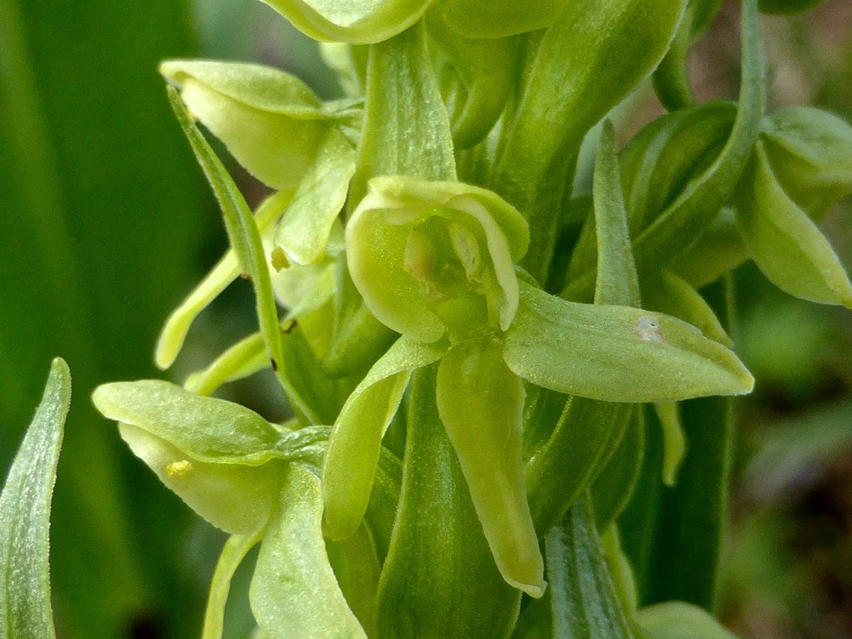 Tall Green Bog Orchid