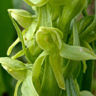 Tall Green Bog Orchid