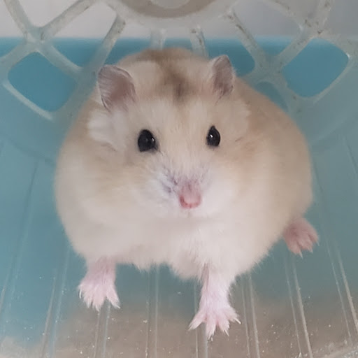 hamのプロフィール画像