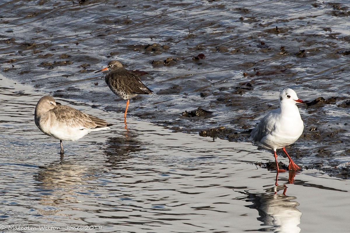 Black-headed Gull