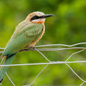 White Fronted Bee-eater