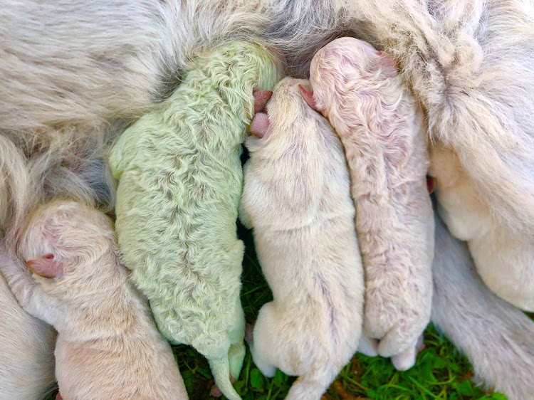 Pistachio, a puppy born with green fur, on the day of his birth on a farm on the island of Sardinia, Italy.