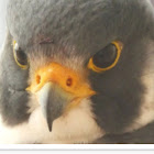 Peregrine falcon