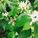 Japanese honeysuckle