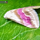 Erebid moth