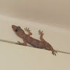 Tropical house gecko