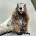 Hoary marmot