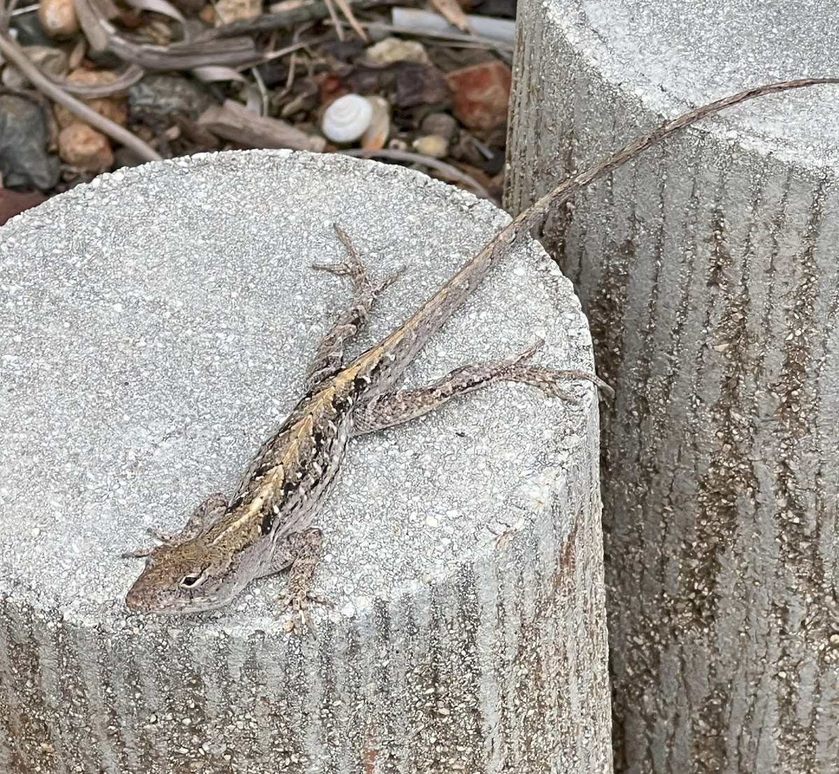 Brown anole