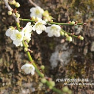 柳家梅園農場