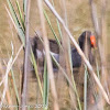 Moorhen; Polla de Agua