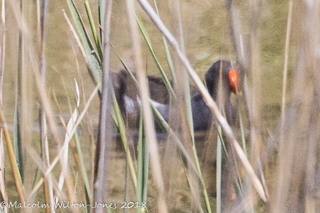 Moorhen; Polla de Agua