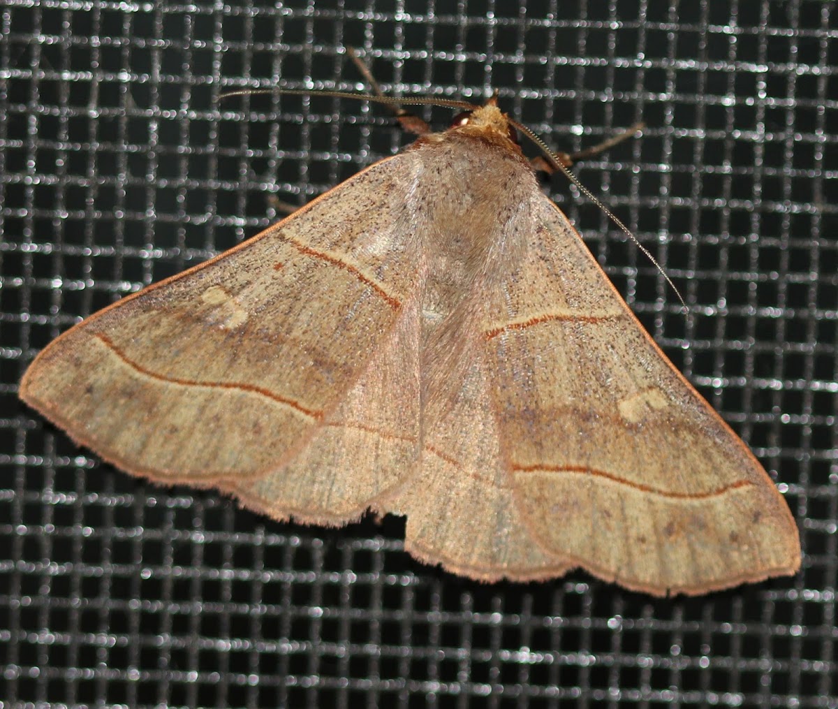 Red-lined Panapoda