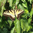 Eastern Tiger Swallowtail