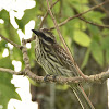 Southern Streaked Flycatcher