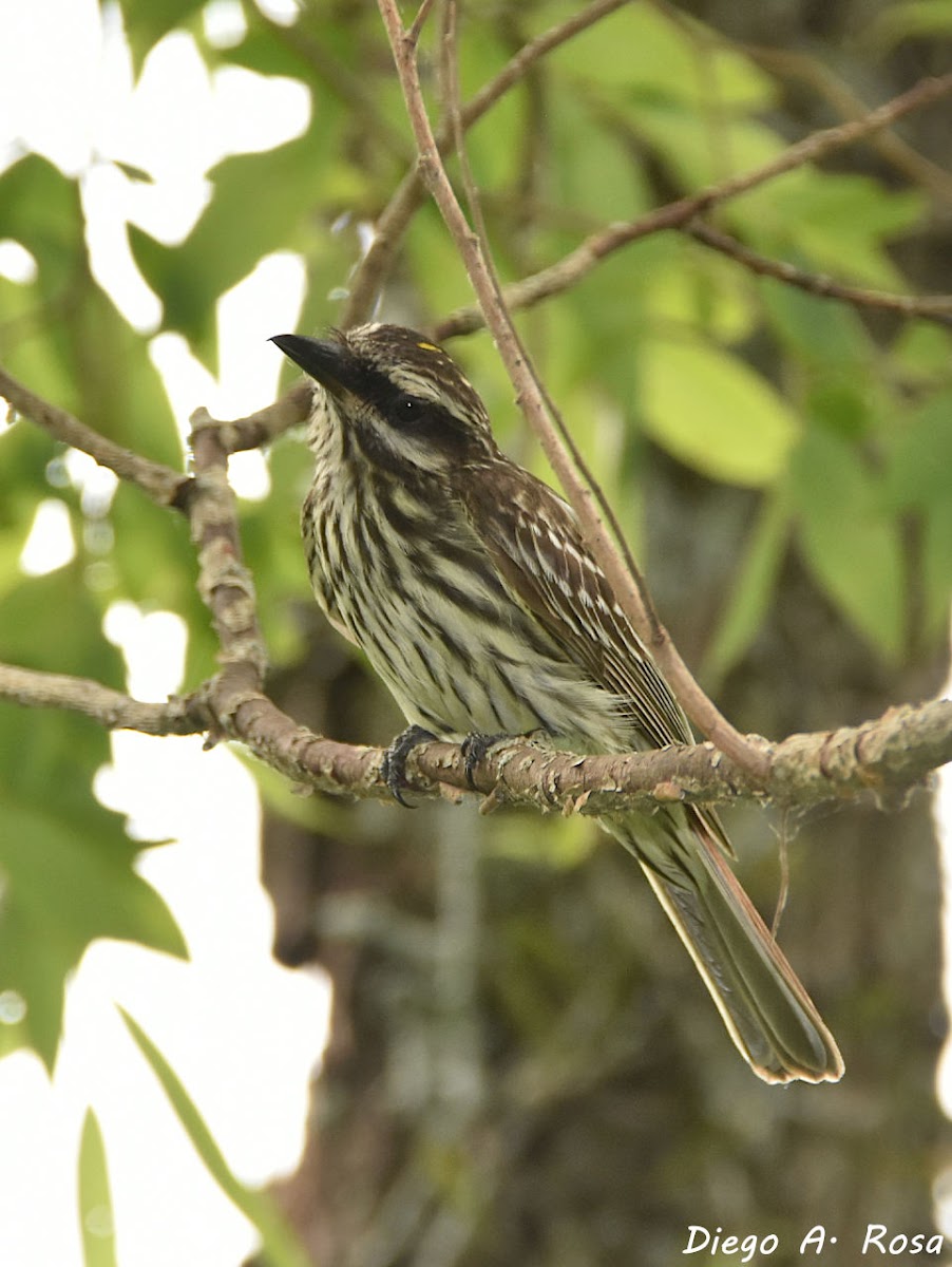 Southern Streaked Flycatcher