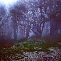 Alberi tra la nebbia  di 