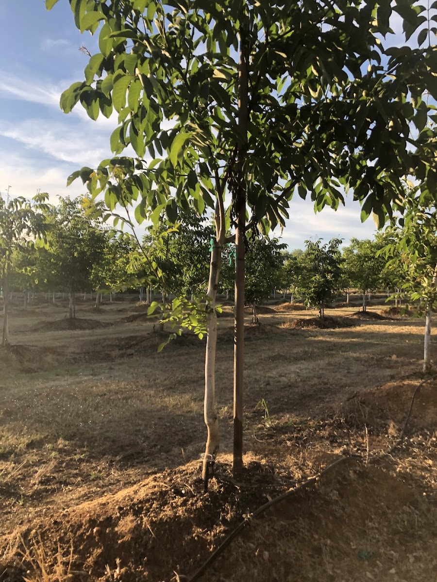 Walnut tree