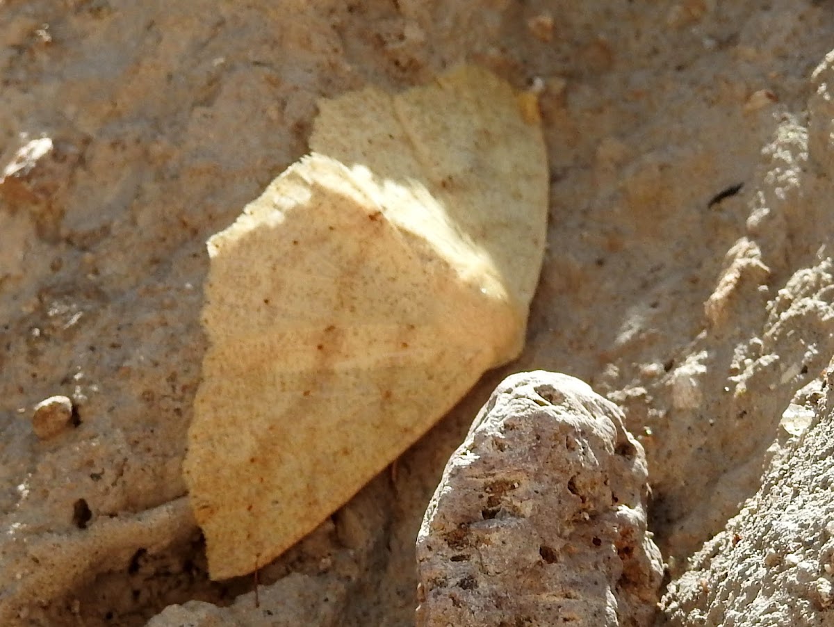 Geometer Moth