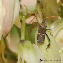 Western leaf-footed bug