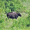 Gaur or Indian Bison