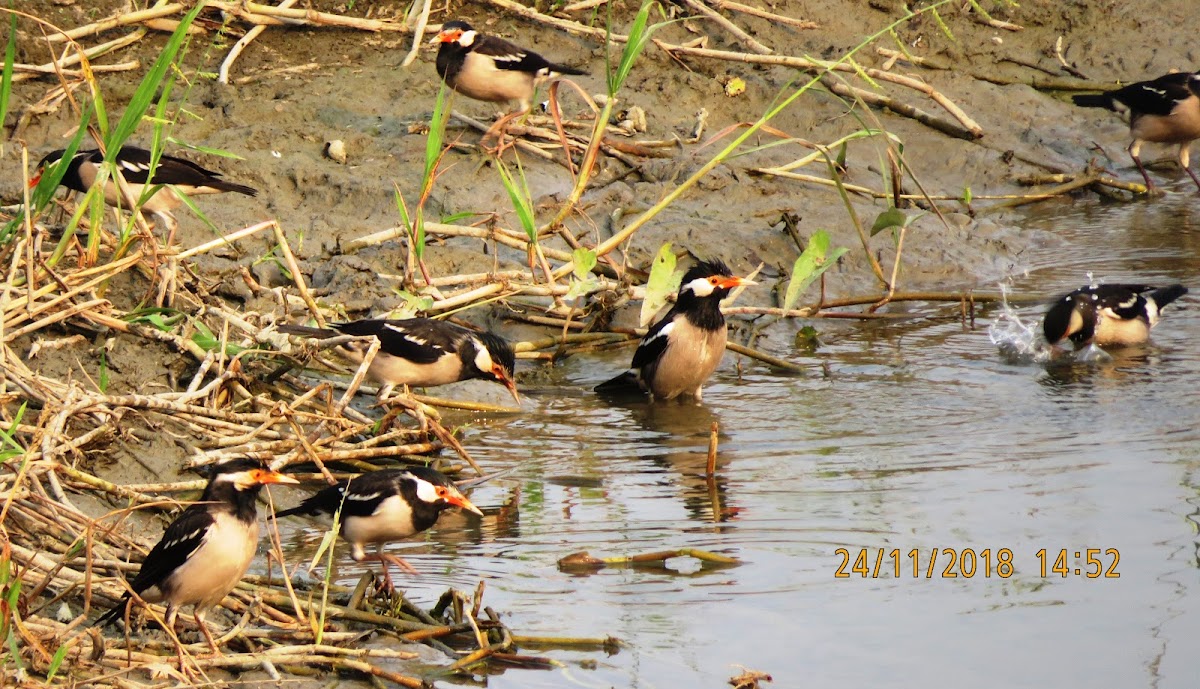 Asian Pied Starling