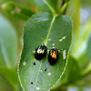 Mint Leaf Beetle