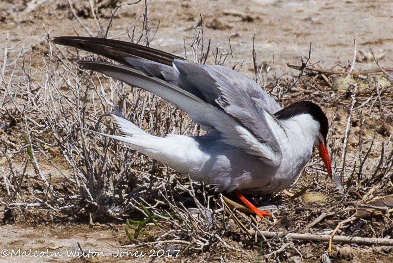 Connon Tern; Charrán Común