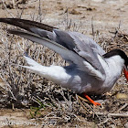 Connon Tern; Charrán Común