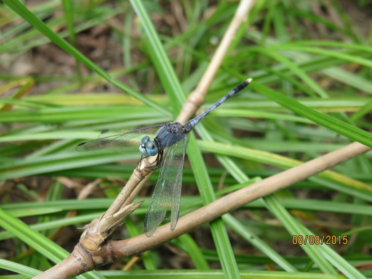 Sombre Lieutenant Dragonfly