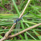 Sombre Lieutenant Dragonfly