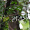 Blue tiger butterfly