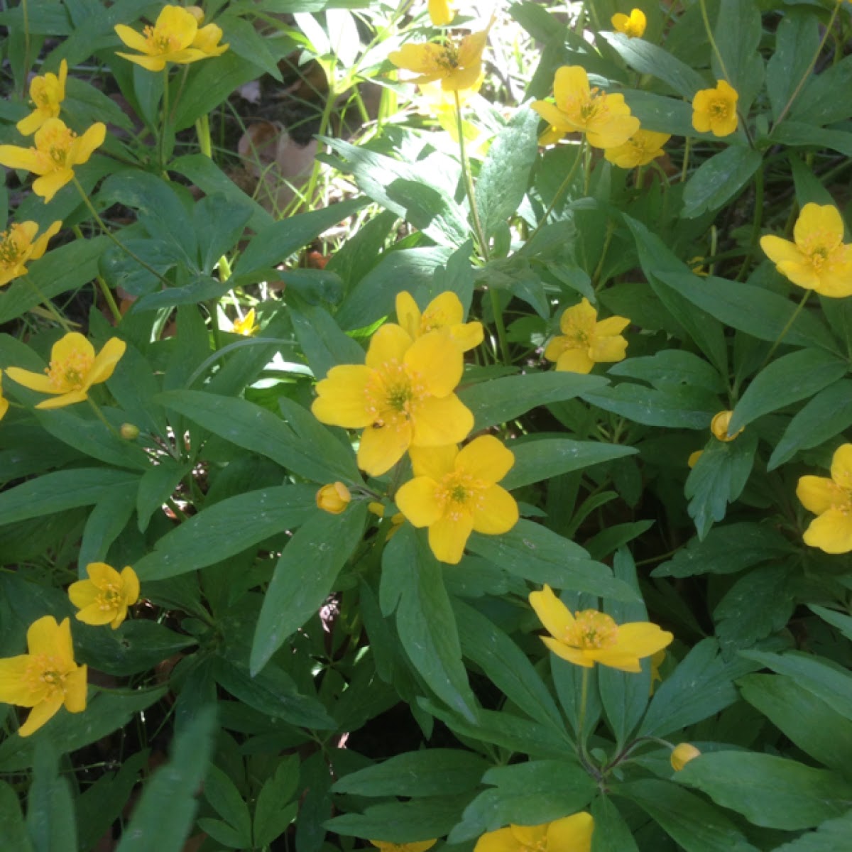 Yellow anemone