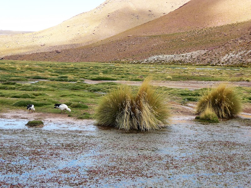 GEISERES DEL TATIO. ATACAMA - CHILE: Atacama ( con extensión a Uyuni) y Carretera Austral (47)