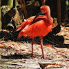 Scarlet ibis