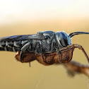 Cuckoo Leaf Cutter Bee