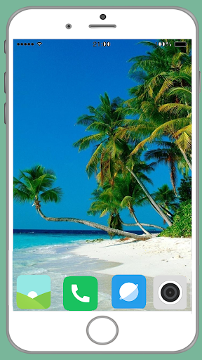 Palm Tree Full HD Wallpaper