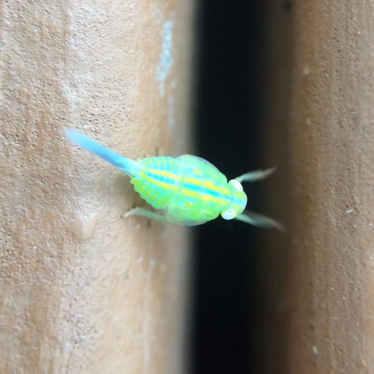 Issid Planthopper Nymph