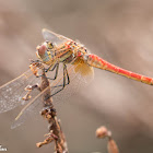 Red-veined Darter