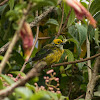 Silver-throated tanager