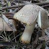 Amanita (with yellow ring)