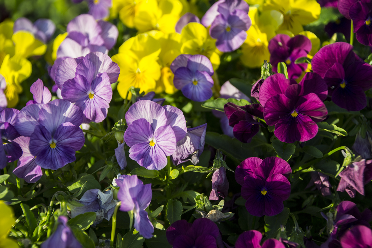 Garden Pansy