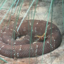 Cantil Pit Viper