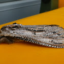 Wattle Goat Moth